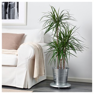 Đế lót chậu cây SOCKER IKEA
