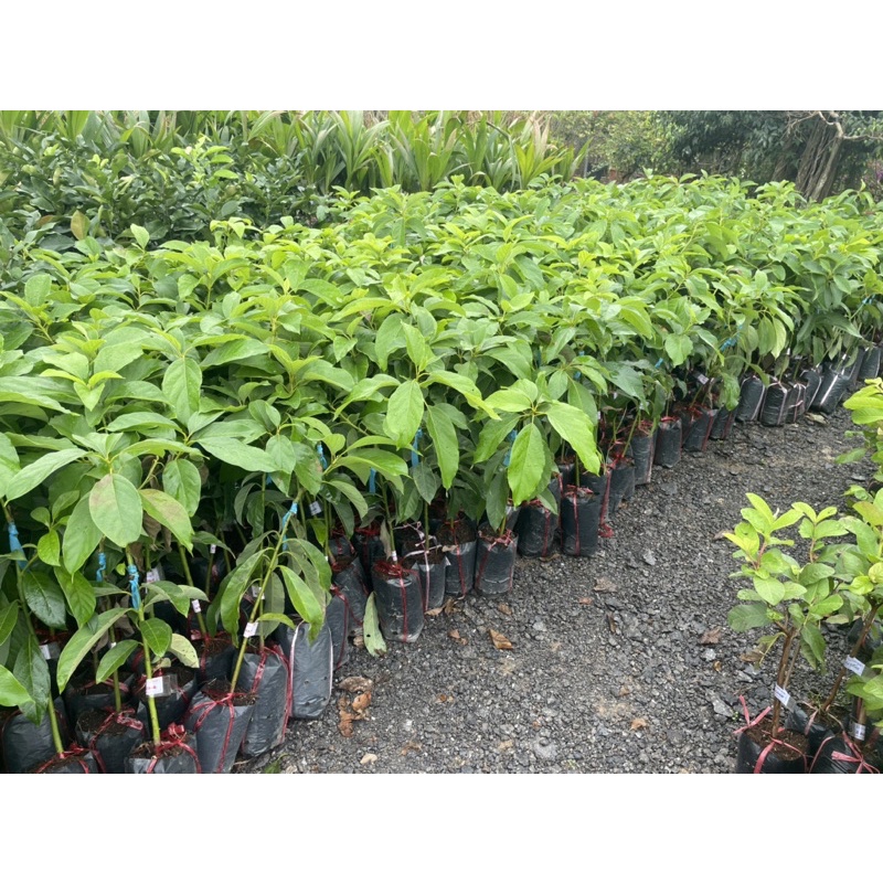 Cây bơ giống cho quả nhanh