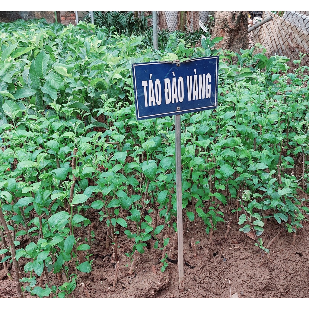Cây Táo Đào Vàng Giòn Ngọt