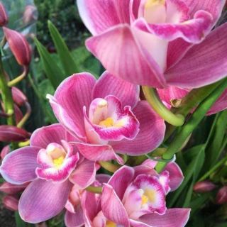 Củ địa lan sato 80k/4 củ