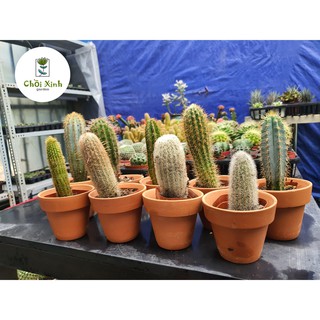 Xương rồng Trụ các loại