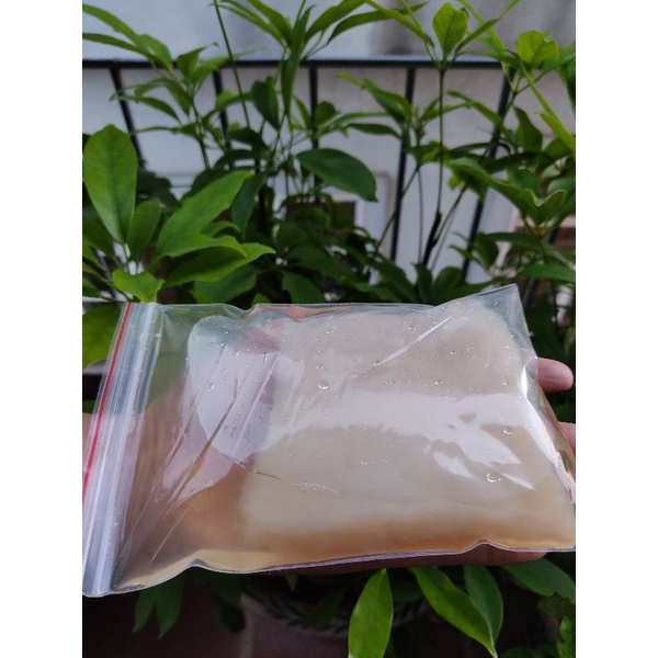 Con Giấm  Nuôi Dày Mập Ú THANH THANH