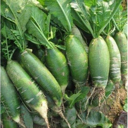 Hạt Giống Củ Cải Đường Xanh Kèm Kích Mầm và quà tặng