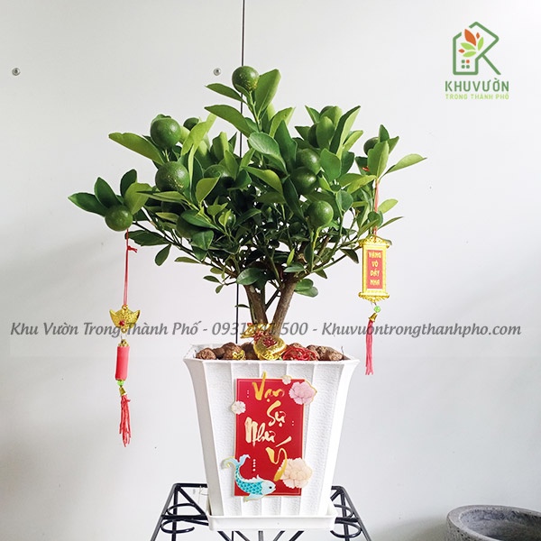 Cây tắc để bàn, cây hạnh chưng tết