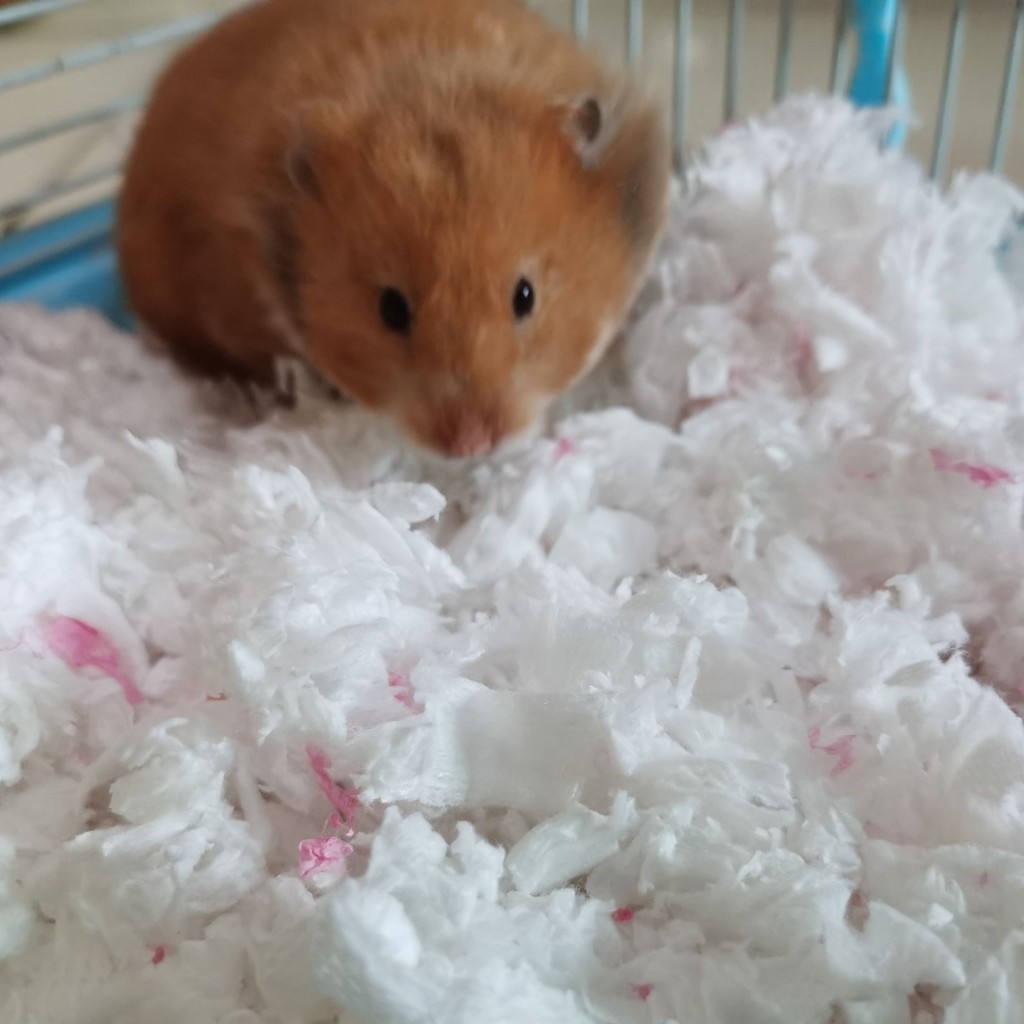 Giấy hamster bông lụa vàng không bụi bẩn gấu khử mùi mùn cưa màu lót vật dụng ấm mùa đông