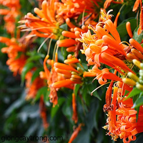 Cây rạng đông  - cây cảnh đẹp mau phát triển