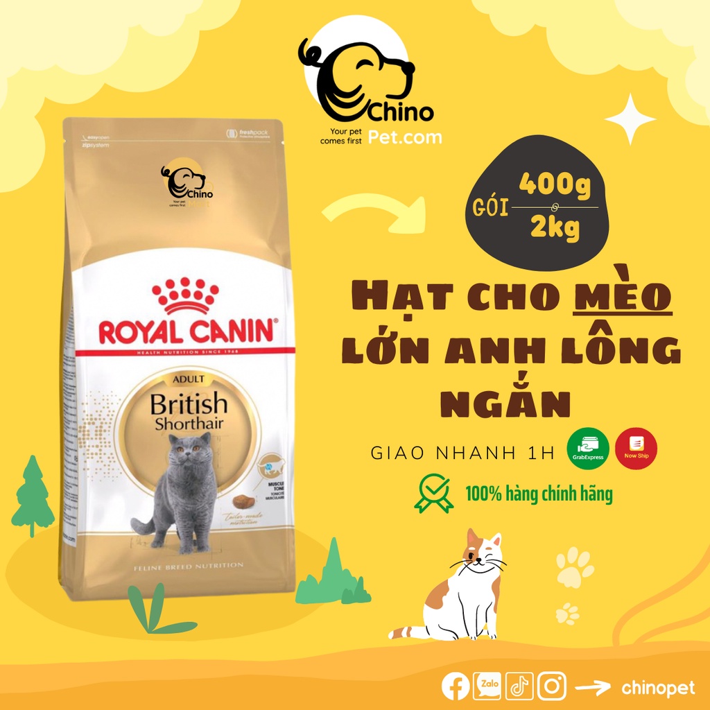 Hạt Royal Canin British Shorthair chuyên hỗ trợ cho mèo lông anh ngắn cung cấp đủ dưỡng chất protein cho bé