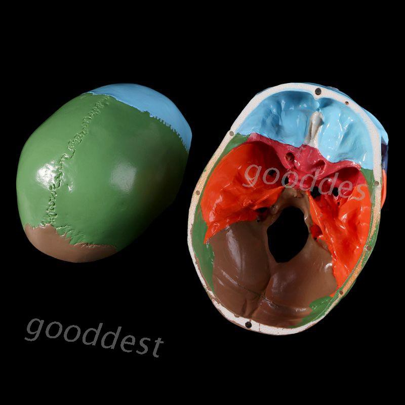 Mô Hình Đầu Lâu Người Dùng Trong Giảng Dạy Y Tế