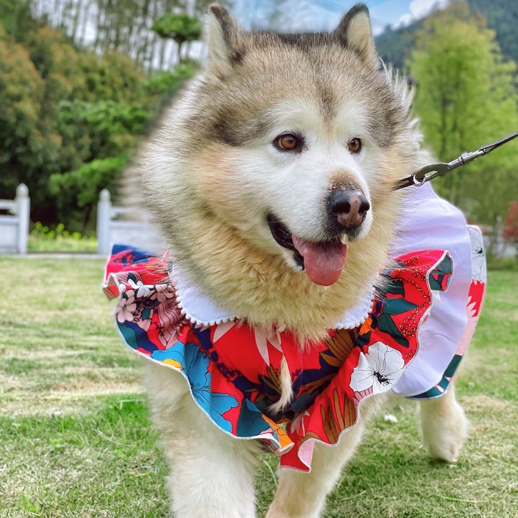 Váy hoa ren Quần áo cho chó Quần áo cho mèo Quần áo cho thú cưng Chó cỡ trung và lớn Có nhiều kích cỡ để lựa chọn cho chó Chó săn vàng Chó Siberia Chó Alaska