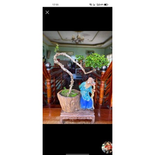 Chậu tượng bonsai Lão mai