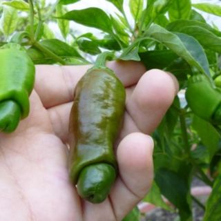 Hạt giống ớt cu tí