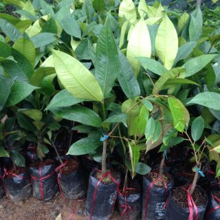 Cây măng cụt giống