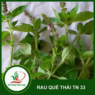Hạt giống Rau quế Thái - Sakon TN 33