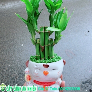 Chậu Trúc Phát Tài Mèo Thần Tài