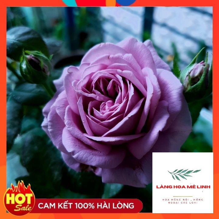 Hoa hồng ngoại Kinda Blue rose [ GIÁ SIÊU RẺ ]– Nàng thơ tím lavender hút hồn triệu tín đồ yêu hoa