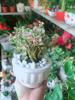 Chậu Cây Đô La Hồng