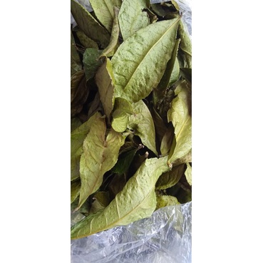 Lá trà xanh khô làm mát tra  tại nhà hay uống rất tốt