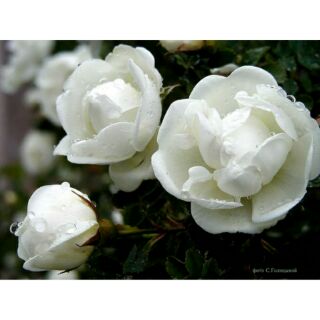 Hạt giống hoa hồng trắng