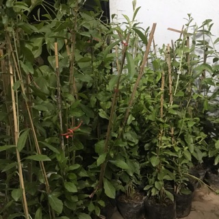 Combo 4c cúc tần ấn độ và 1 chậu nhựa thông minh 48cm