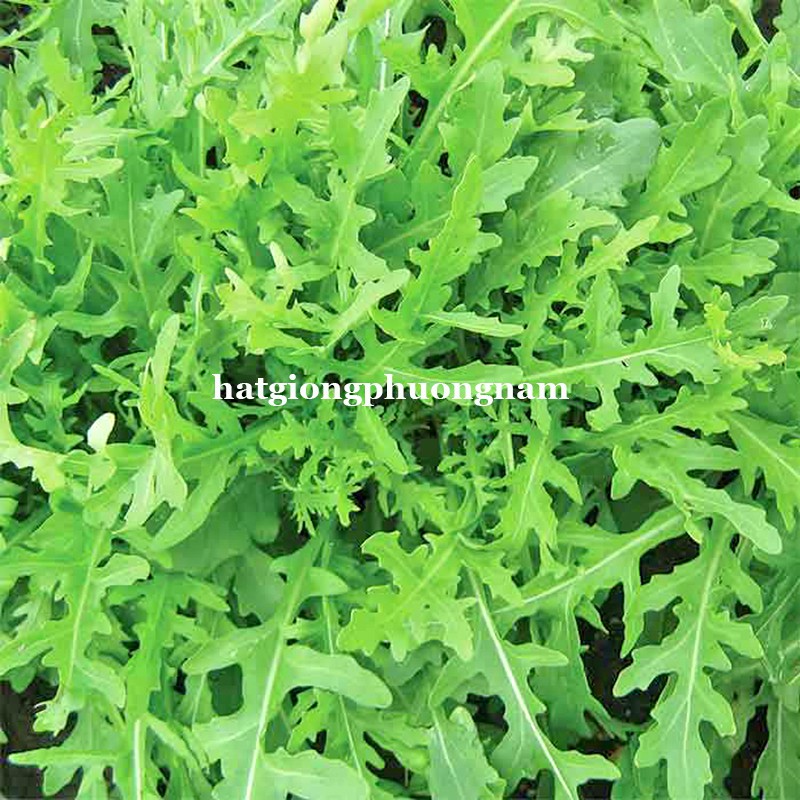 0,5GR - HẠT GIỐNG CẢI ROCKET LÁ CHẺ