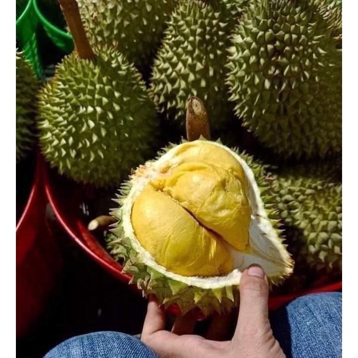 Cây giống sầu riêng ri6 siêu lùn