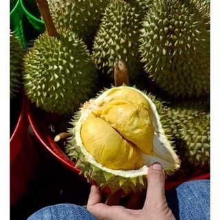 Cây giống sầu riêng ri6 siêu lùn