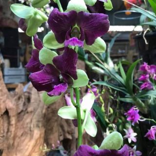 Lan denro nắng 3 lưỡi tím