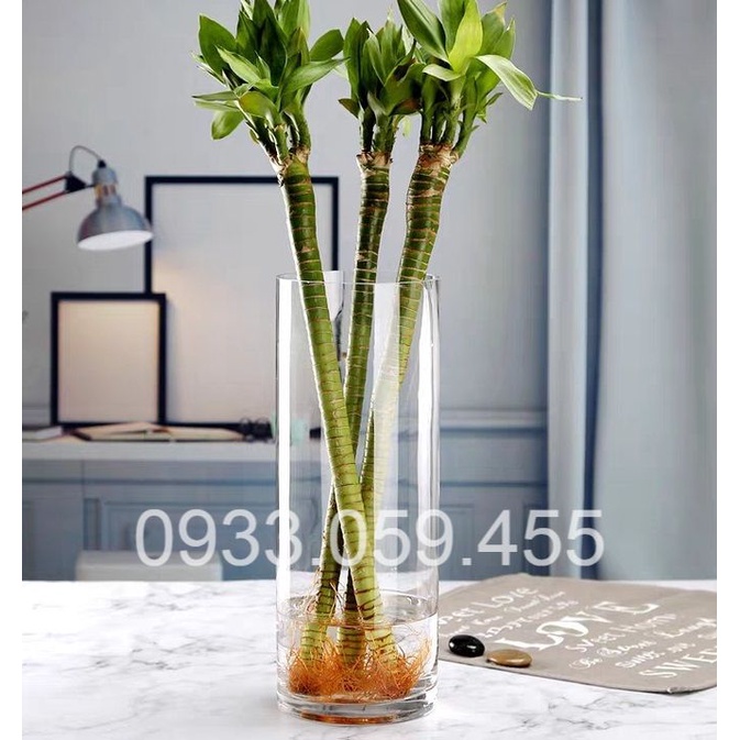 Bình Bông Lọ Hoa D12XH30Cm - Bình Hoa Thủy Tinh Trụ Tròn