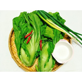 CẢI BẸ DƯA (TÒA XẠI) CN-51