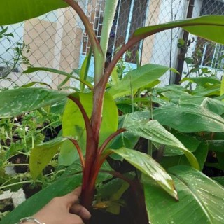 Cây giống chuối đỏ ngọt thơm - hàng cây giống chuẩn f1