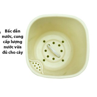 chậu cây tự động tưới nước