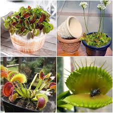 Hạt giống Bẫy Kẹp Flytrap