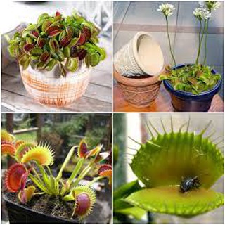 Hạt giống Bẫy Kẹp Flytrap, CÂY BẮT MỒI, CÂY BẮT RUỒI côn trùng dễ trồng