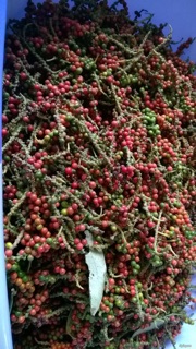 Tiêu Daklak 500g