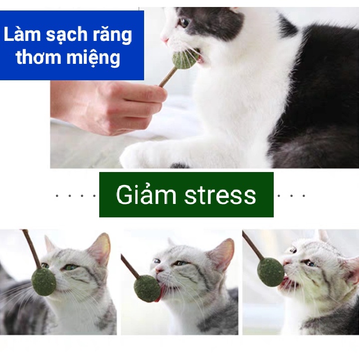 Kẹo mút cỏ mèo Catnip - Rạch Răng Thơm Miệng và Giảm căng thẳng cho mèo