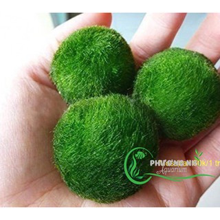 Rêu Tảo cầu marimo