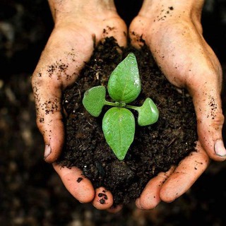 2 kg ĐẤT SẠCH HỮU CƠ Vi Sinh Cao Cấp