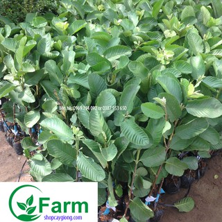 cây ổi ruby ruột hồng