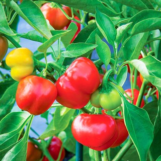 20h - HẠT GIỐNG ỚT CHUÔNG