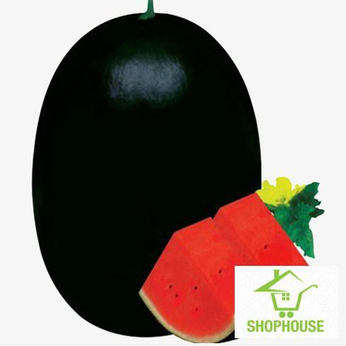 shophouse hạt giống quả dưa hấu đen ruột đỏ 10 hạt  SHOP HOUSE  TẾT KHUYẾN MẠI