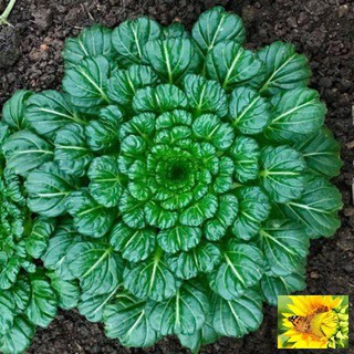 100h hạt giống cải hoa hồng tatsoi - đỏ