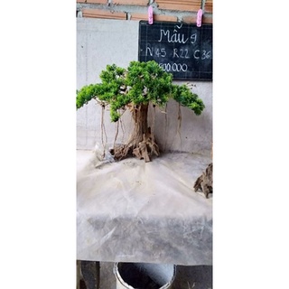 Bonsai hồ cá (gỗ lũa ) có 2mẫu