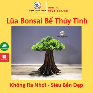 Lũa bonsai, layout bonsai trang trí bể thuỷ sinh, cây bonsai bể thuỷ sinh mini, layout bể cá, không nhớt, siêu bền đẹp