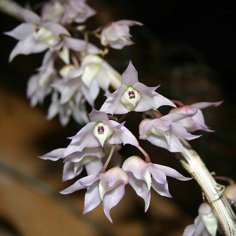 💖 Free ship 💖 Nước Hoa Nam AQVA Nhóm Nước hoa Hương Gió Biển Bạc Hà | BigBuy360 - bigbuy360.vn