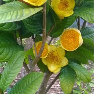 Cây chè hoa vàng giống