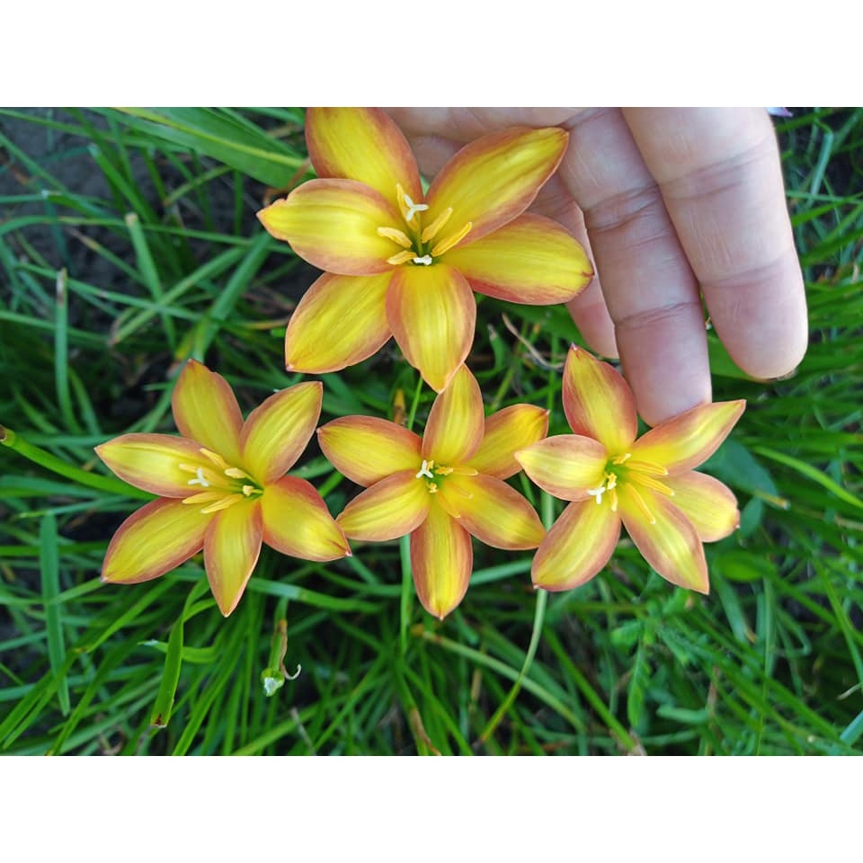 Củ hoa huệ mưa Orange Metor màu vàng đậm phối viền cam rực rỡ,size củ mẹ, củ to_Củ hoa tóc tiên nhập ngoại