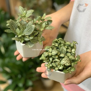 [Chậu xi măng cao cấp Cori] Chậu lục giác mini - The Hexagon