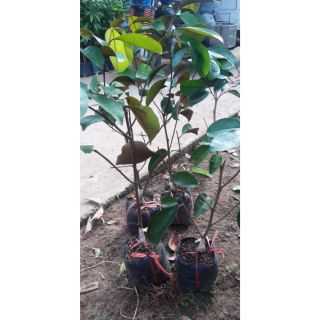 Cây vú sữa mica. cây đẹp giống chuẩn