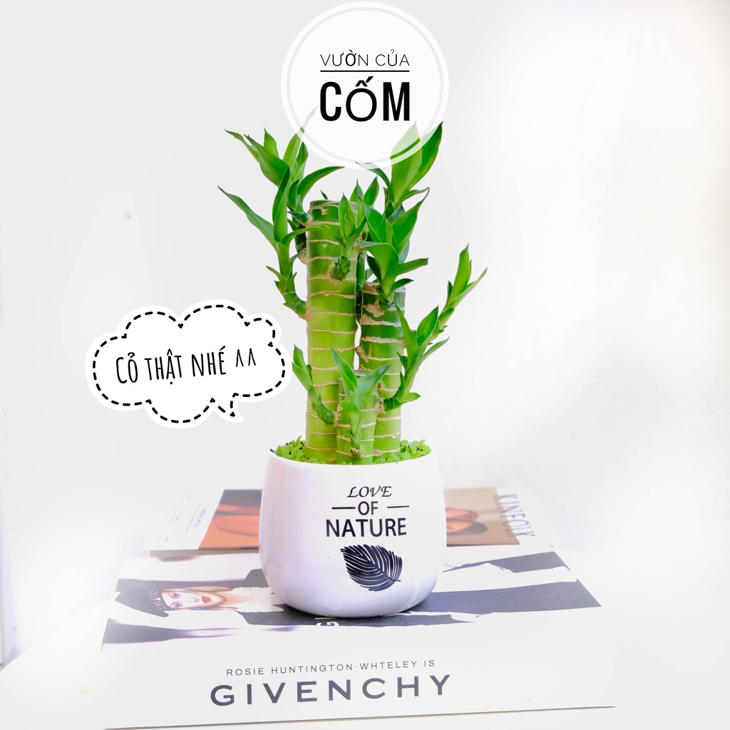Cây cảnh trúc phât lộc cỏ kèm chậu in chữ . Cây mini để bàn mang phong thủy tài lộc cho gia chủ