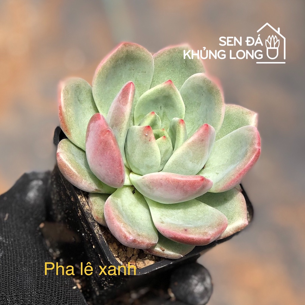 sen đá pha lê xanh - echeveria green champagne